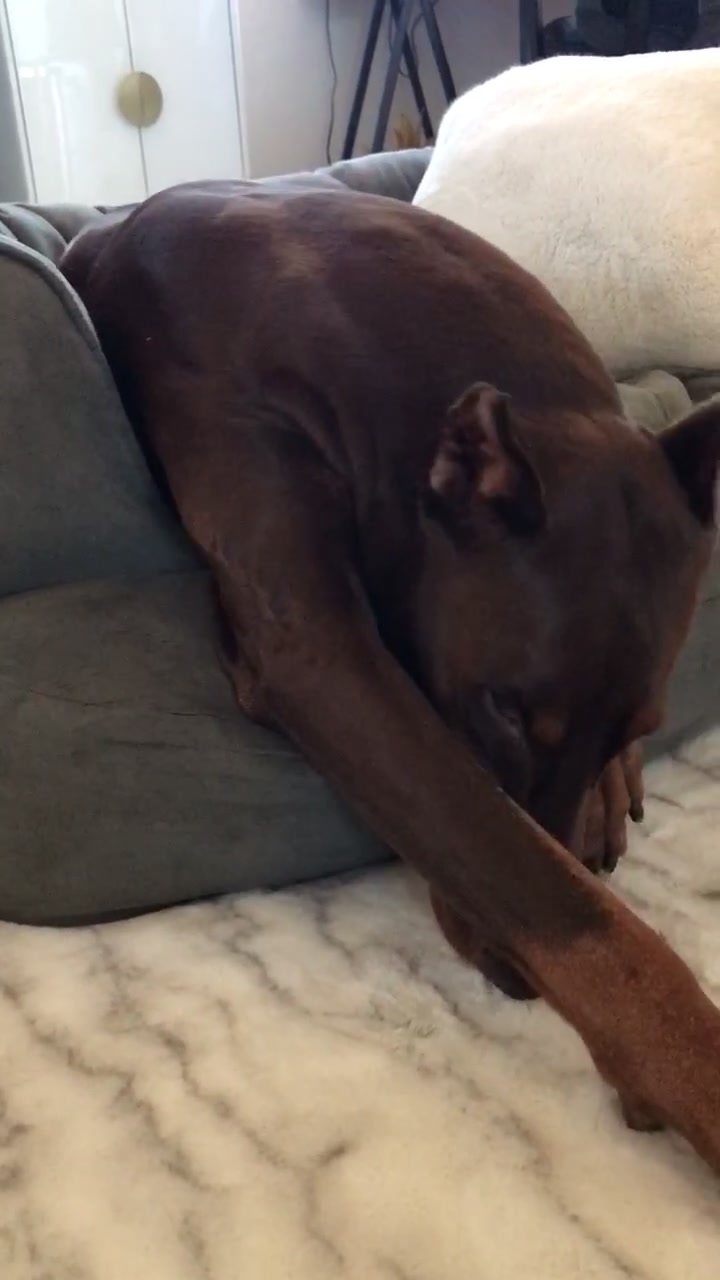 @Cairo the Doberman