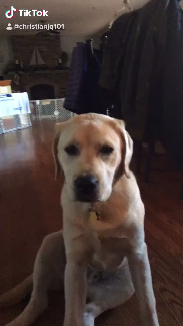 @Tuckerpuppy