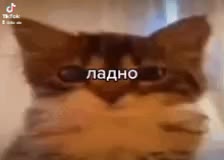 @Ксенонович