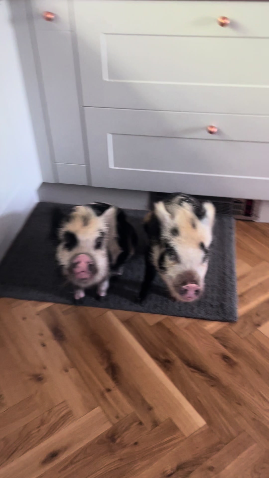@Pig in the house