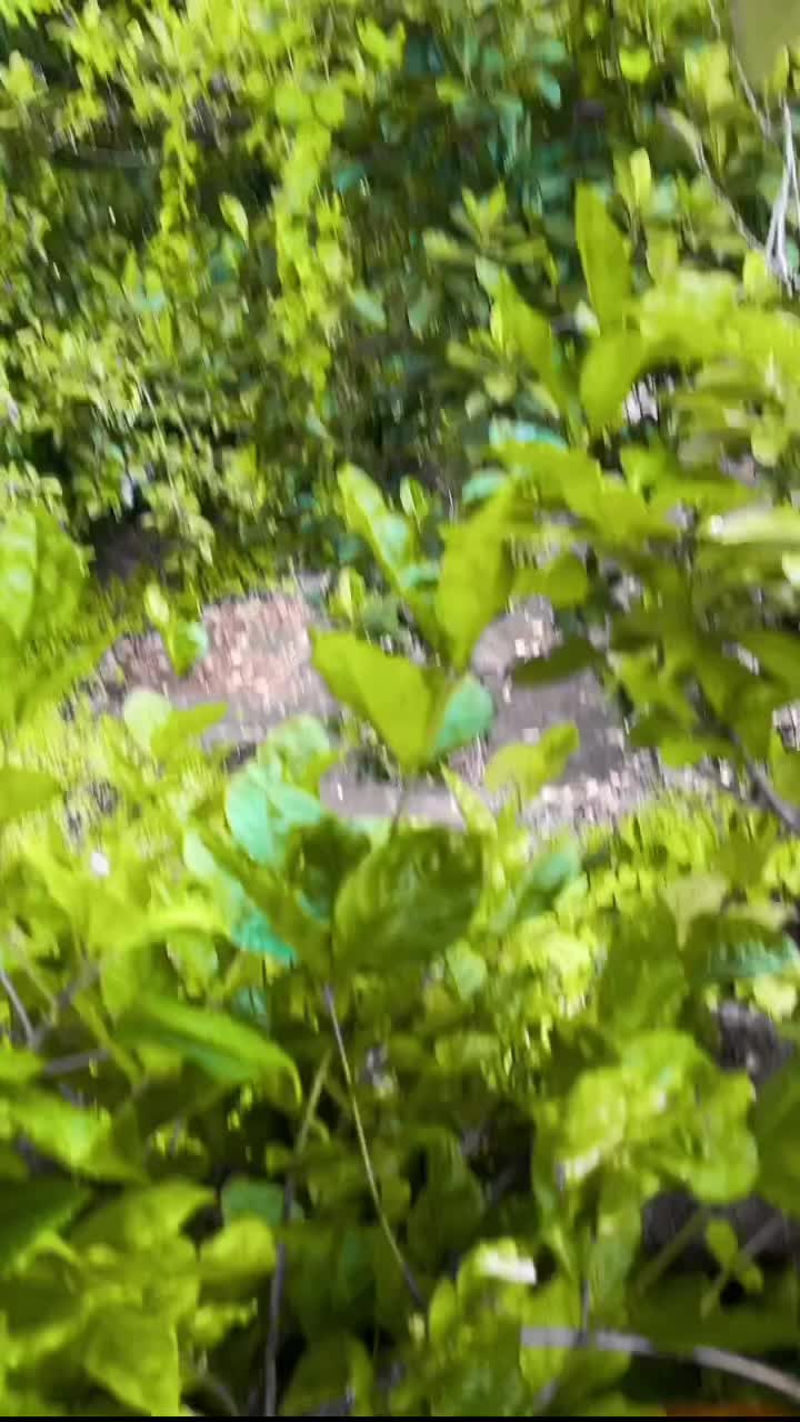 @Sayantan Karmakar