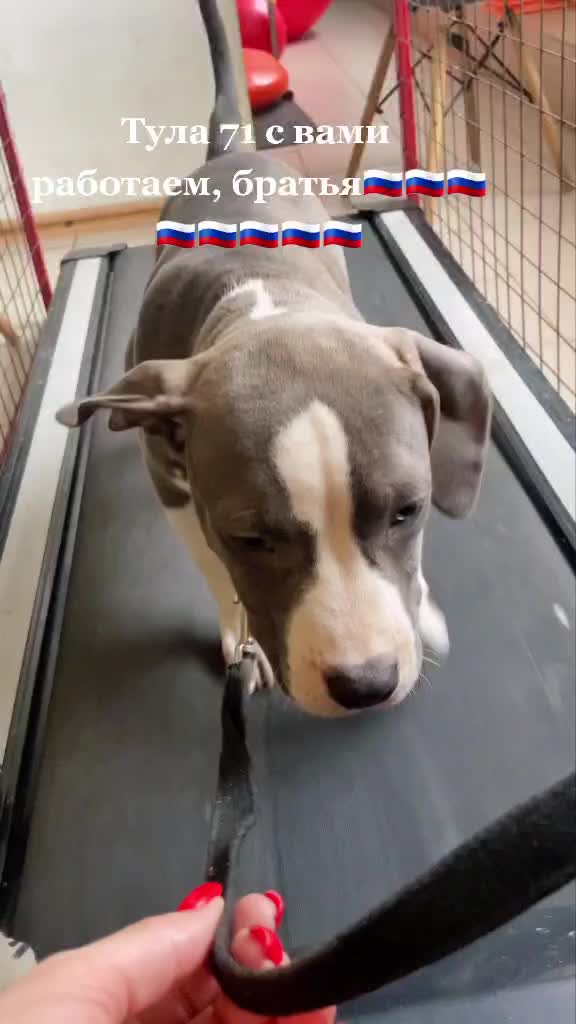 @🐕