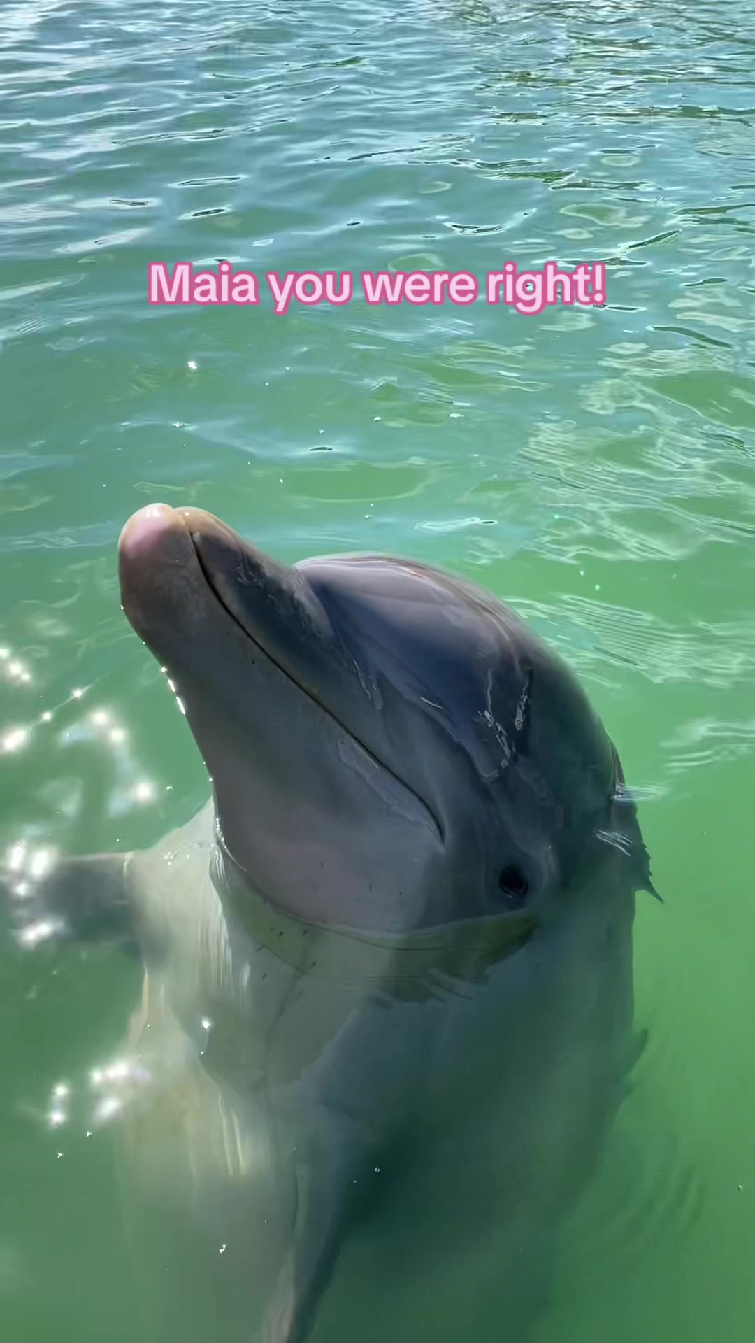@dolphinconnection