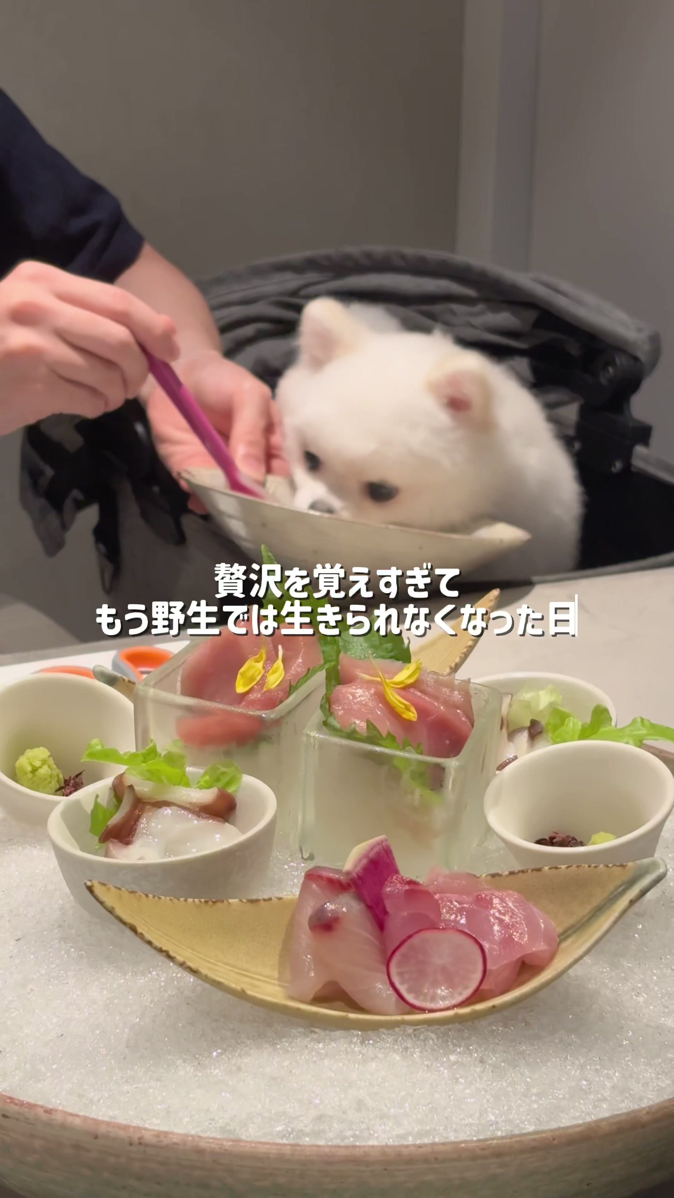 @ポメラニアンのミル🍼