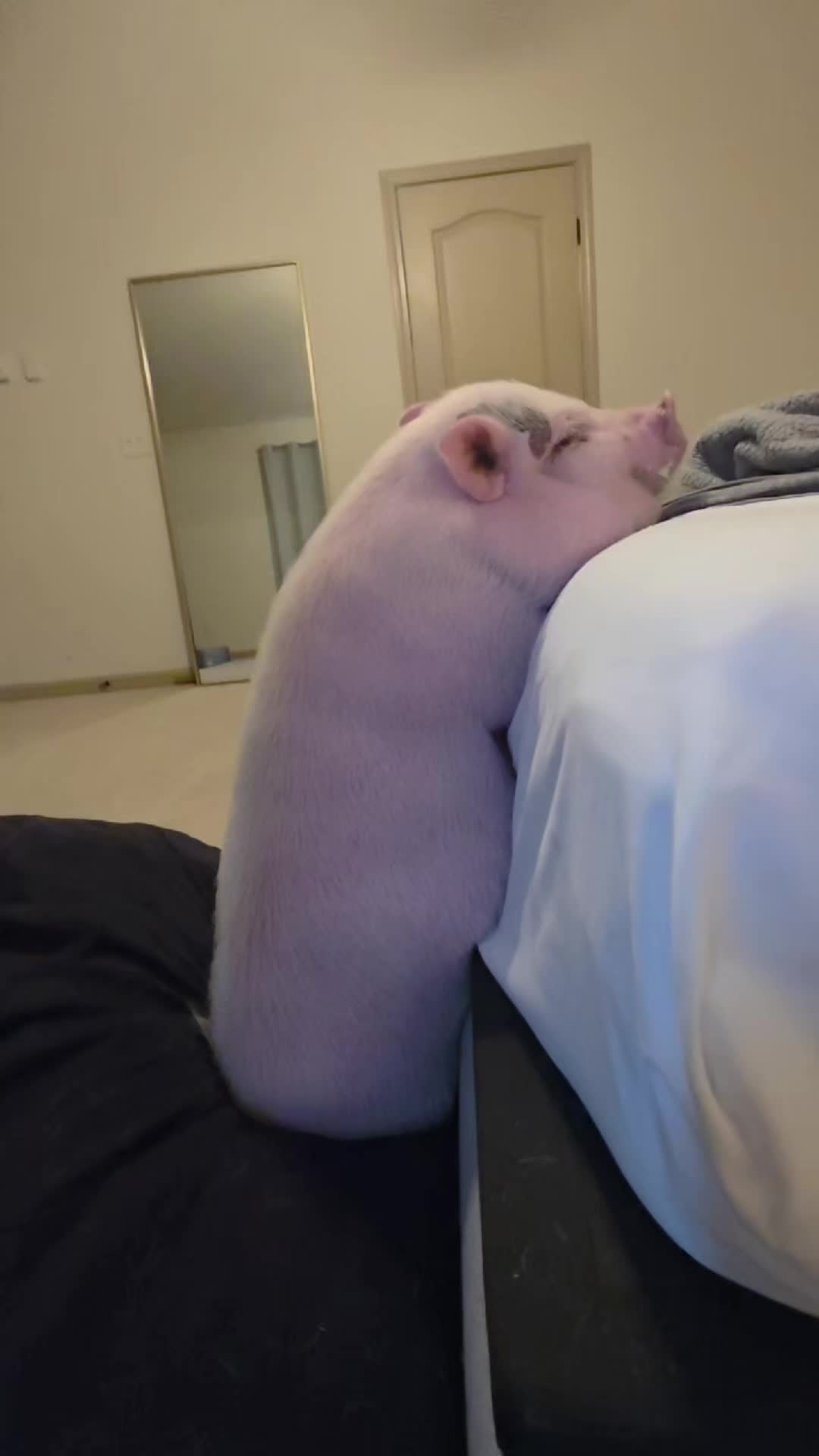 @Miss Piggsy