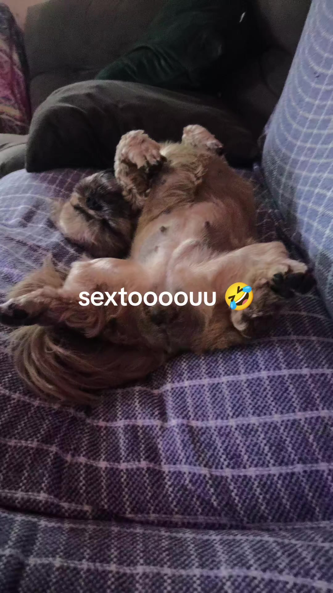 @PATRÍCIA FALCHI