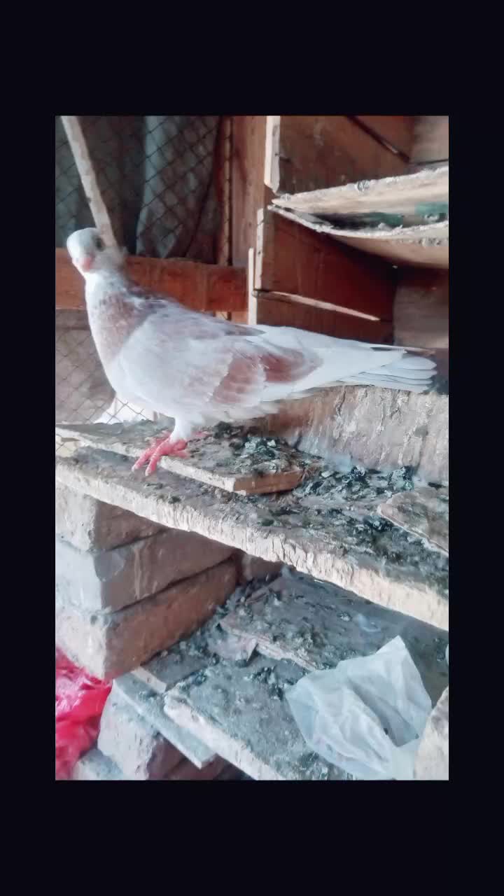 @Mir Ali