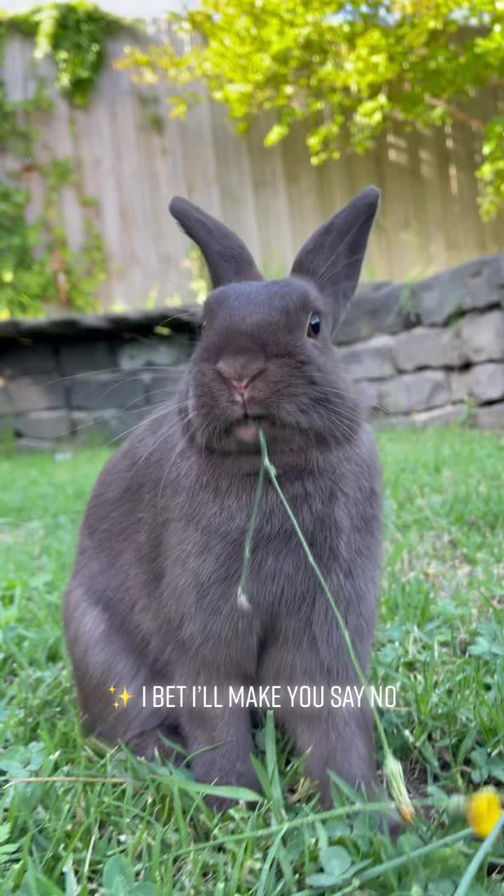 @Bunny rabbit chocolate 🍫