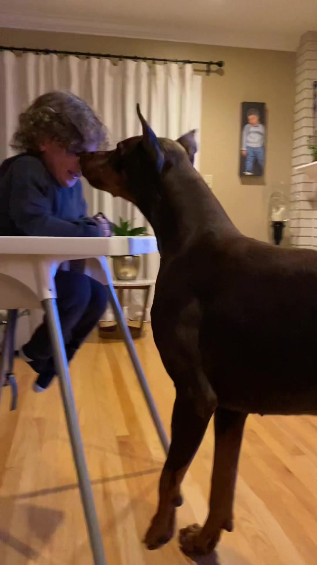 @Cairo the Doberman