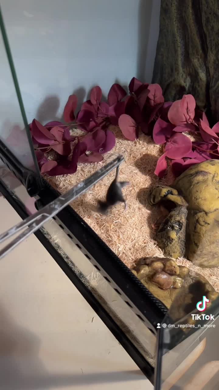 @d&m_reptile_adventure