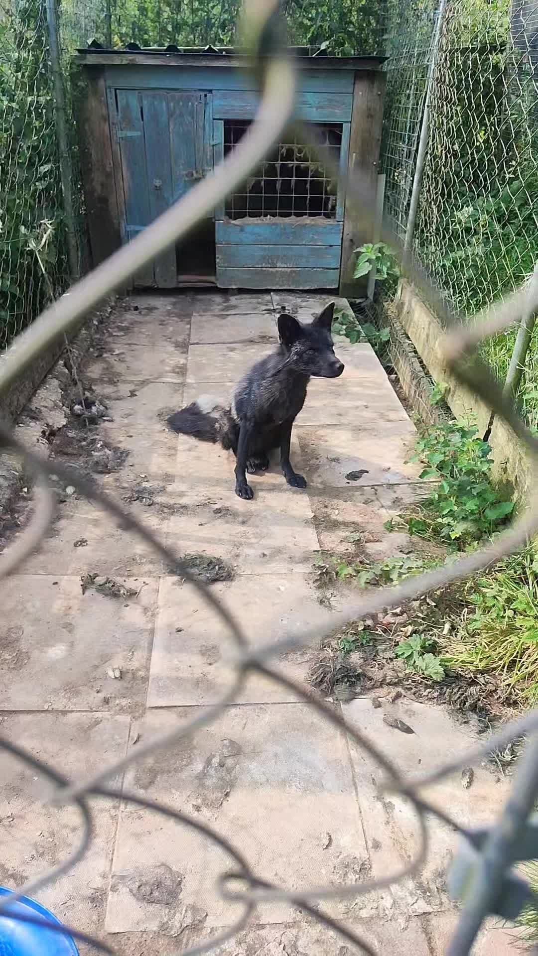 @animal kingdom uk
