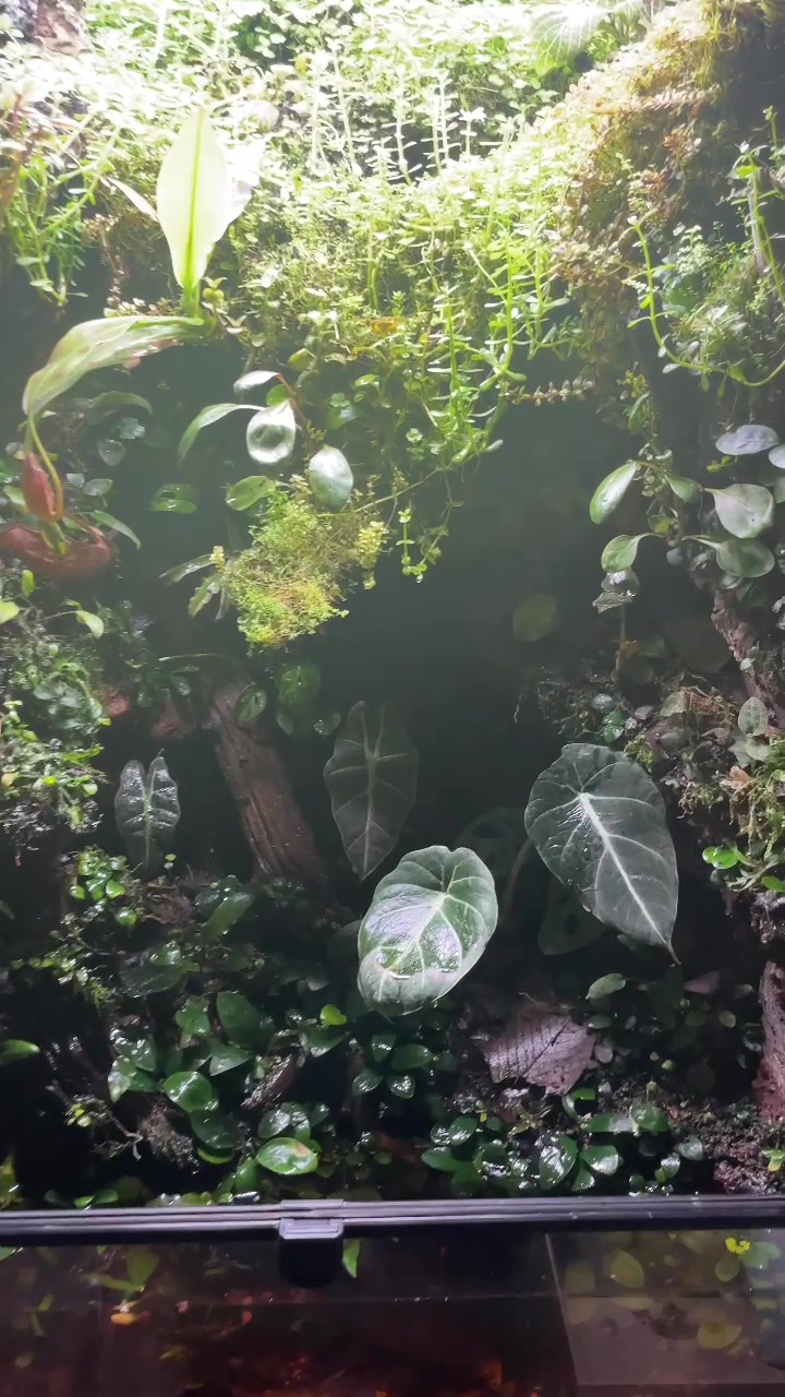 @X_vision_aquascape