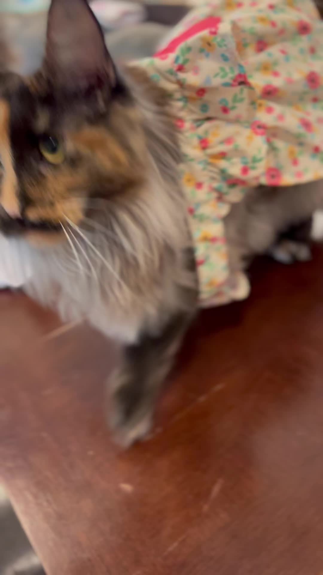 @kittensinparadise