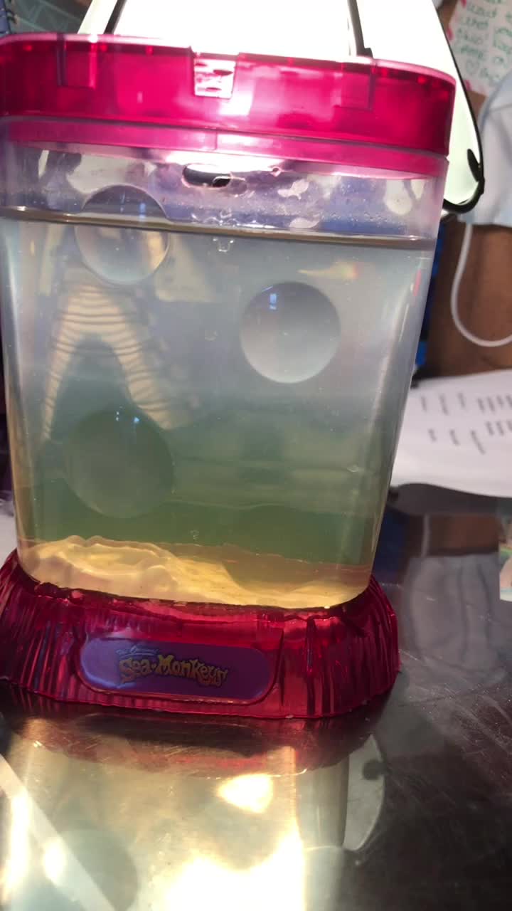 @sea monkeys
