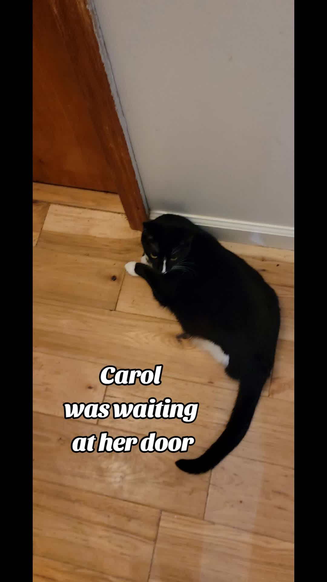 @No More Sad Kitties