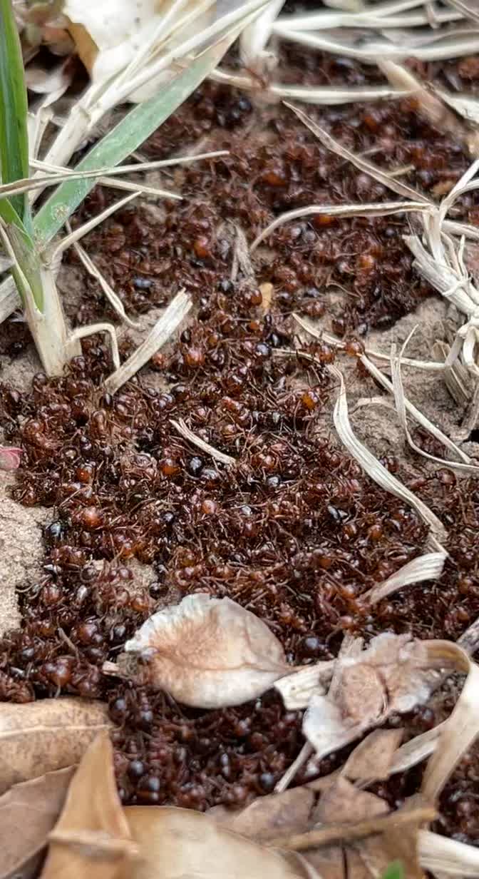 @JetCo Pest & Bed Bug Services
