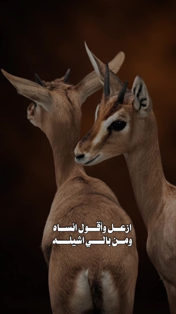 @﮼غزال🦌