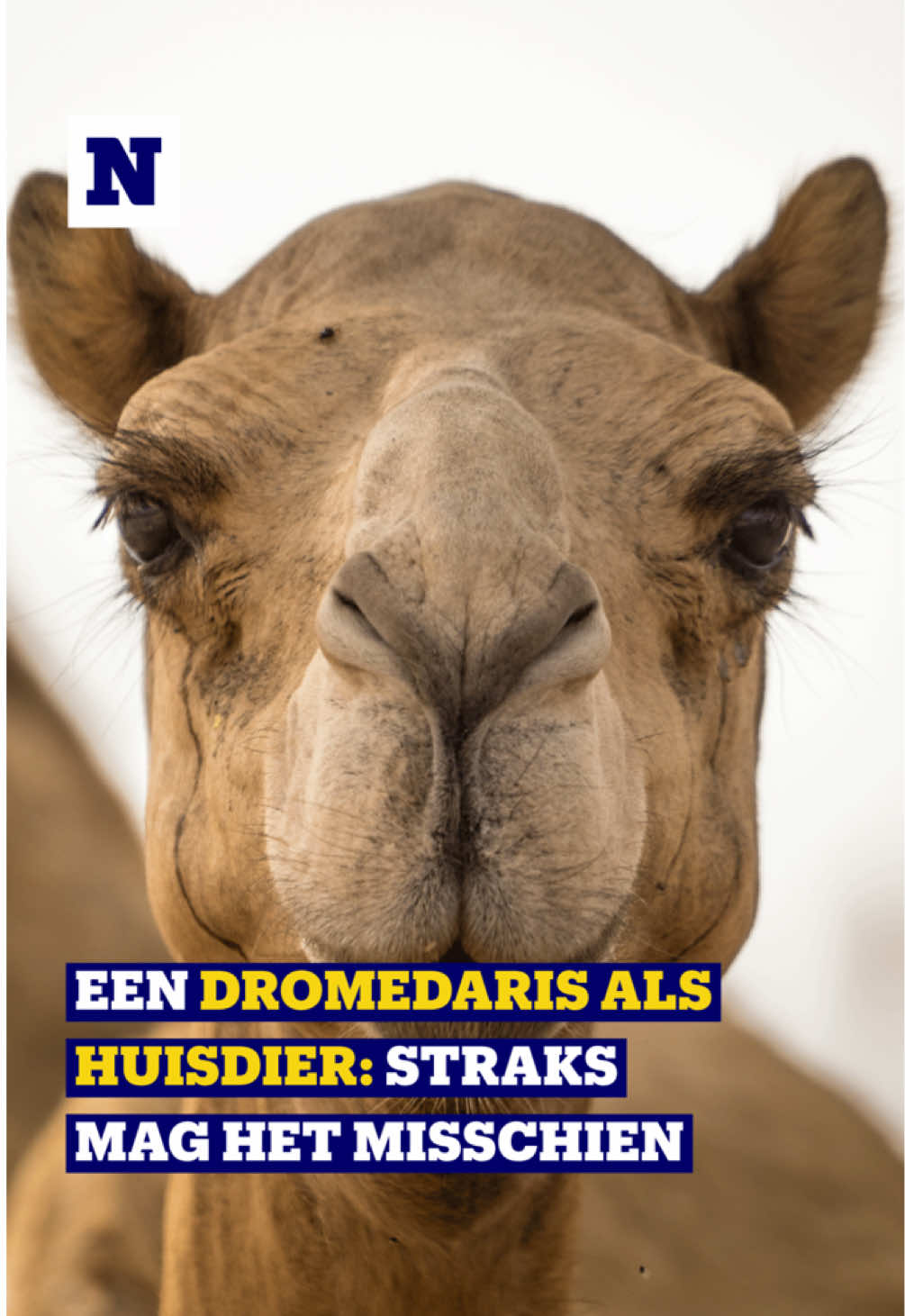 @Nieuwsblad