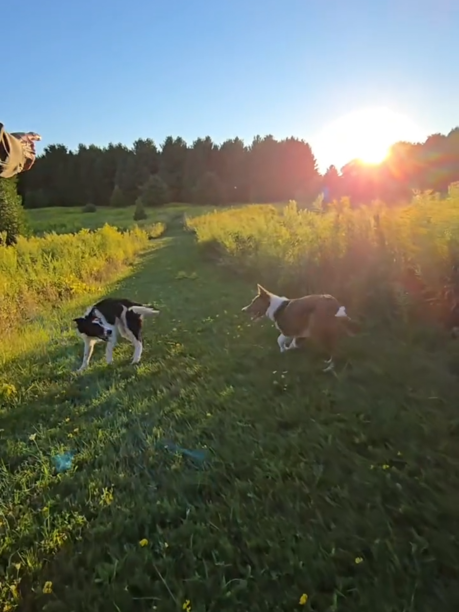 @Thunder Ridge Border Collies