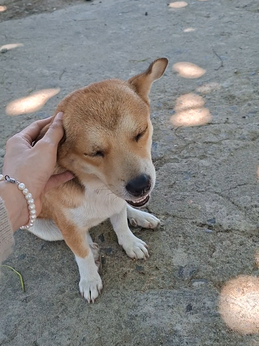 @Yêu chó mèo thích nuôi cá