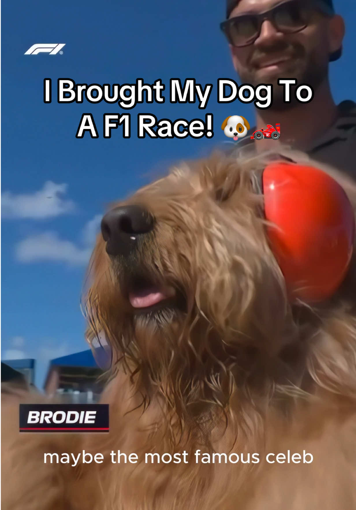 @Brodie The Goldendoodle
