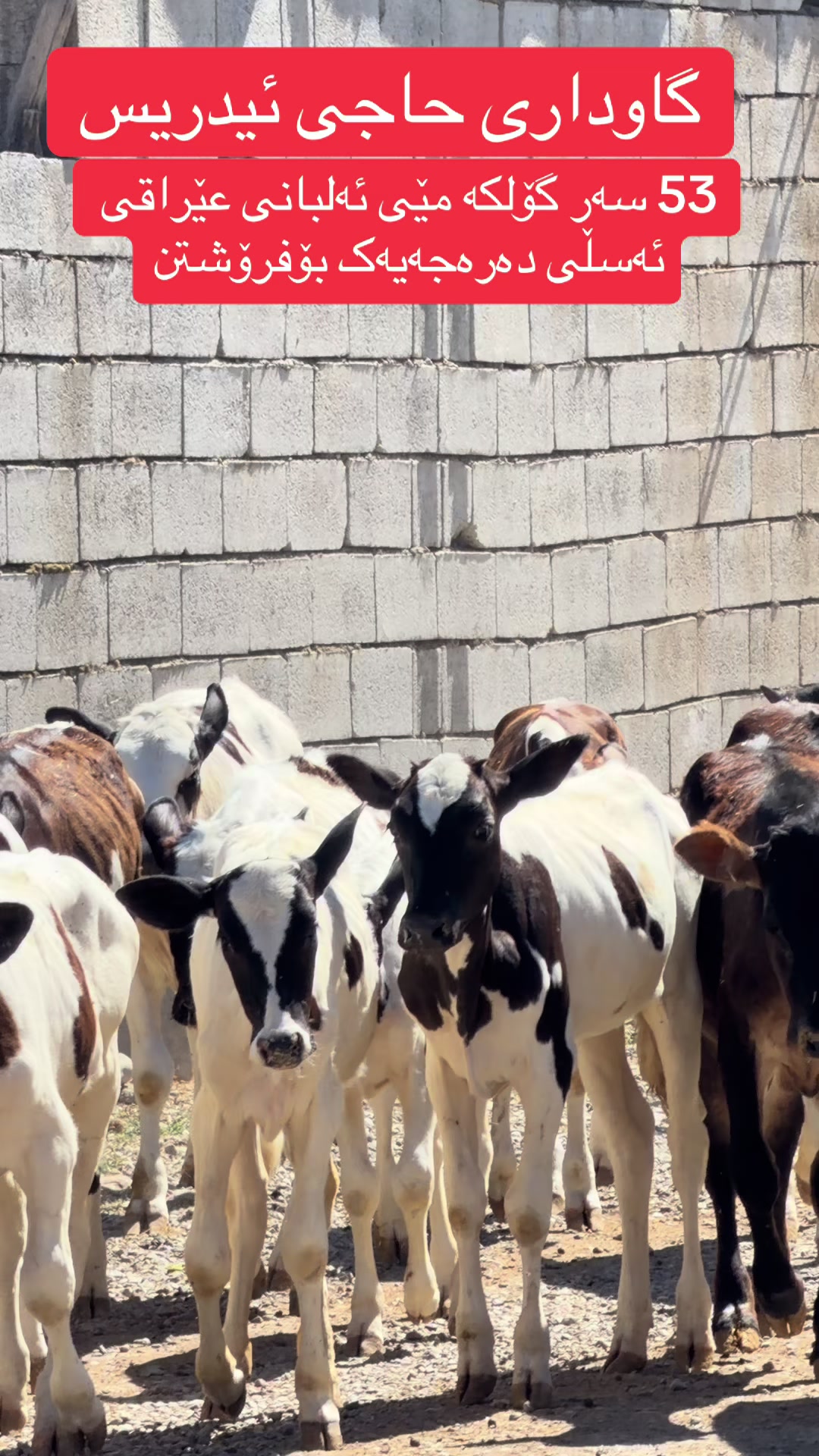 @مەیدانی ئاژەڵانی محمد 🐄🐂