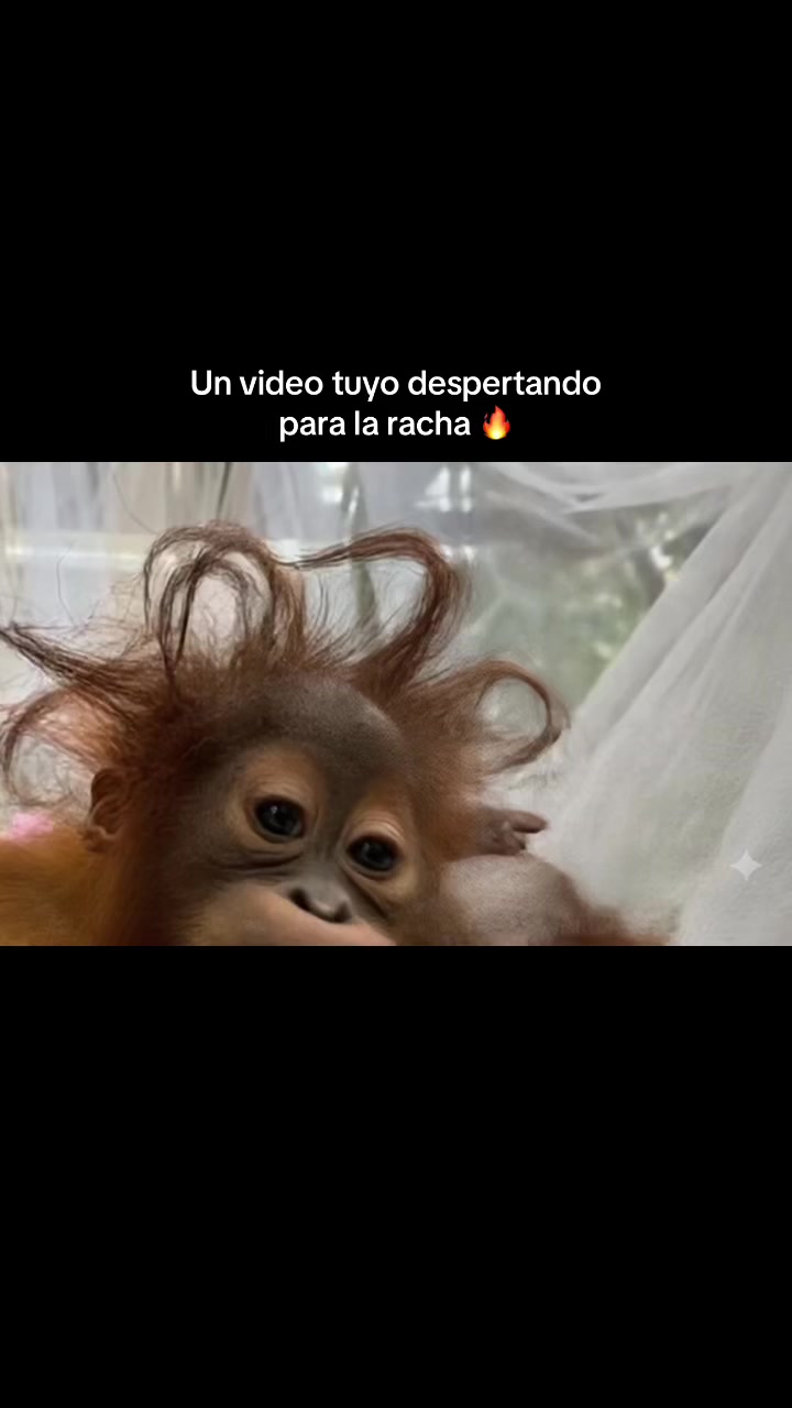 @RabPesito 🔥