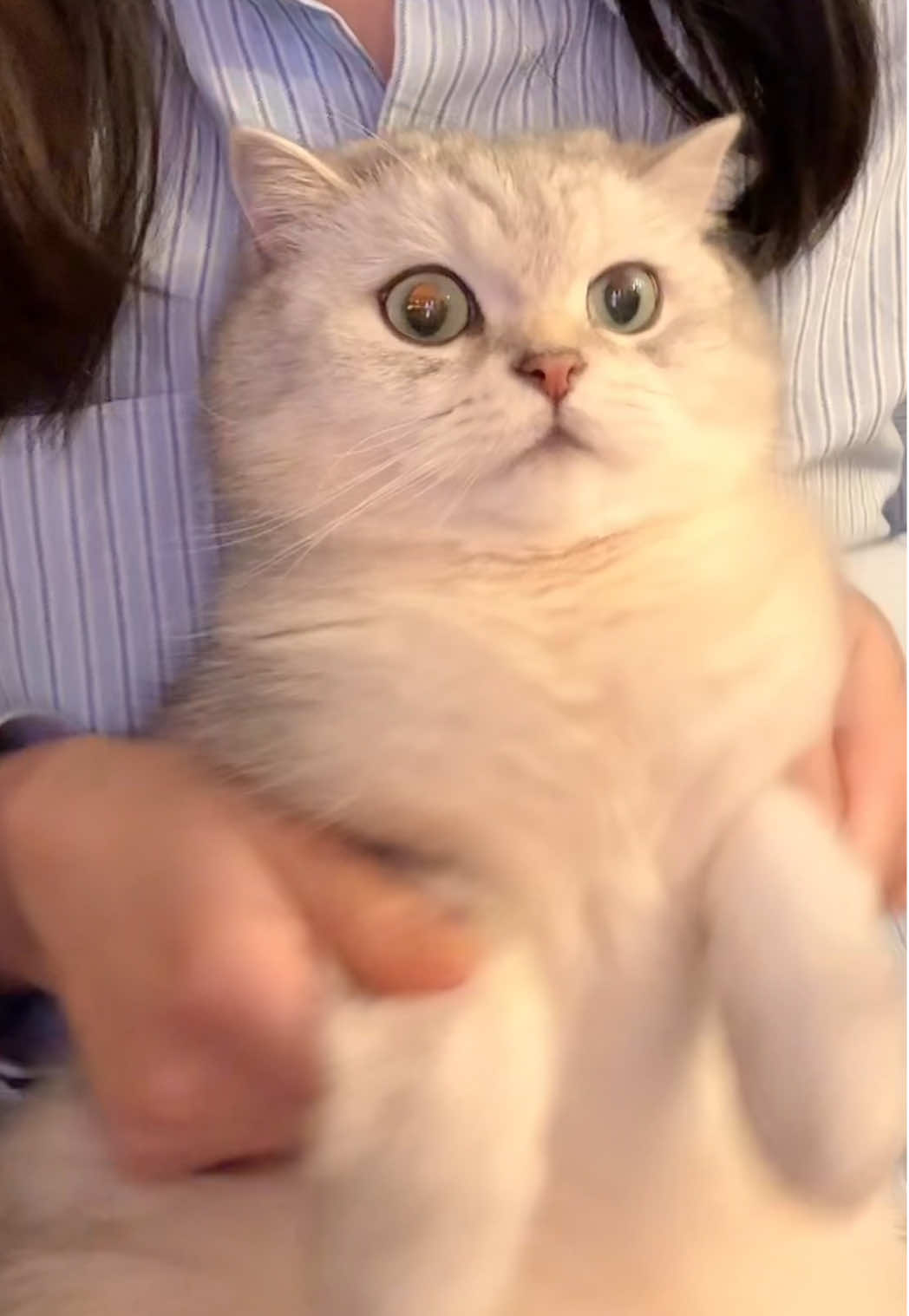 @Ollie the Cat