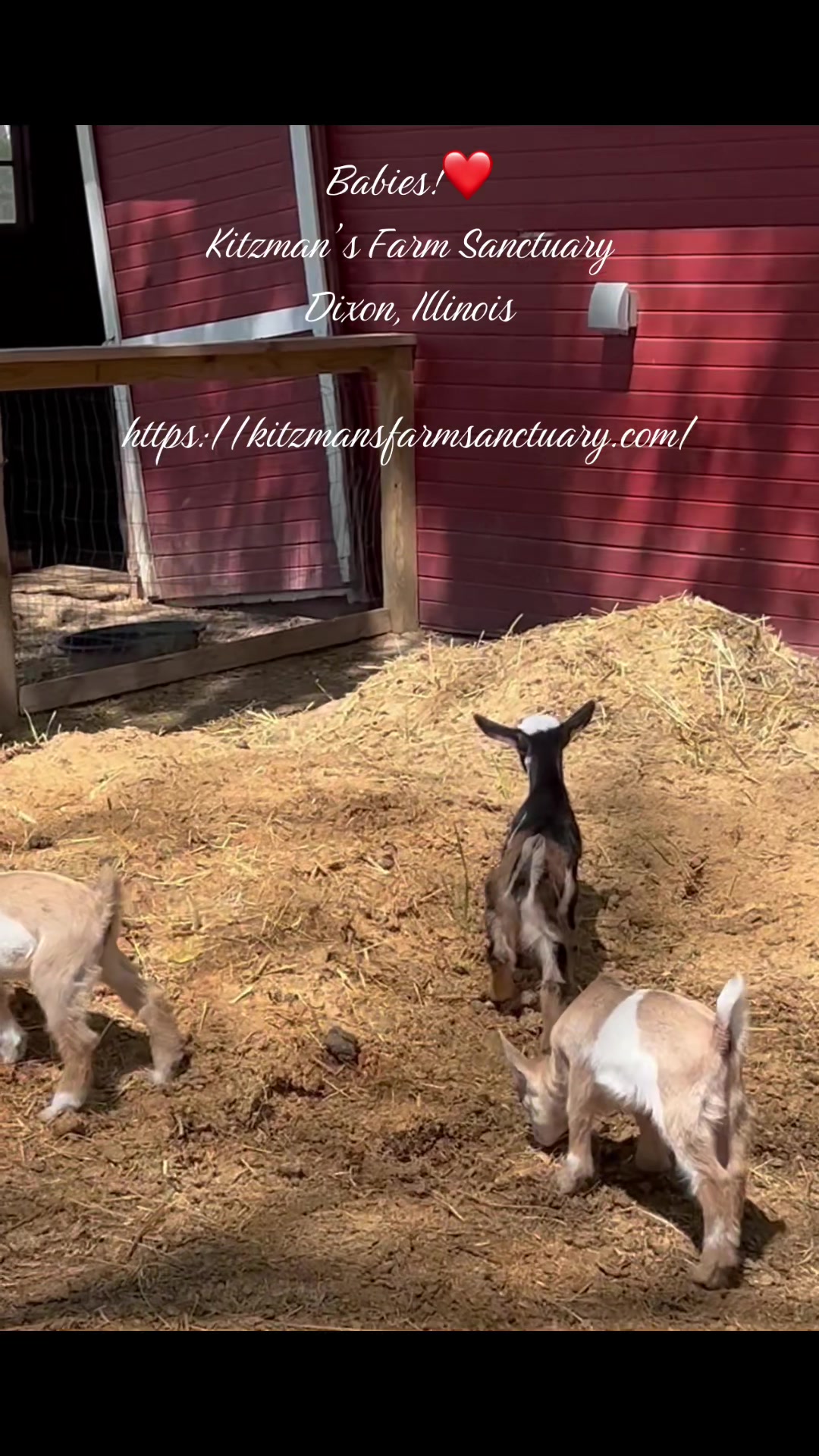 @Kitzman&rsquo;s Farm Sanctuary