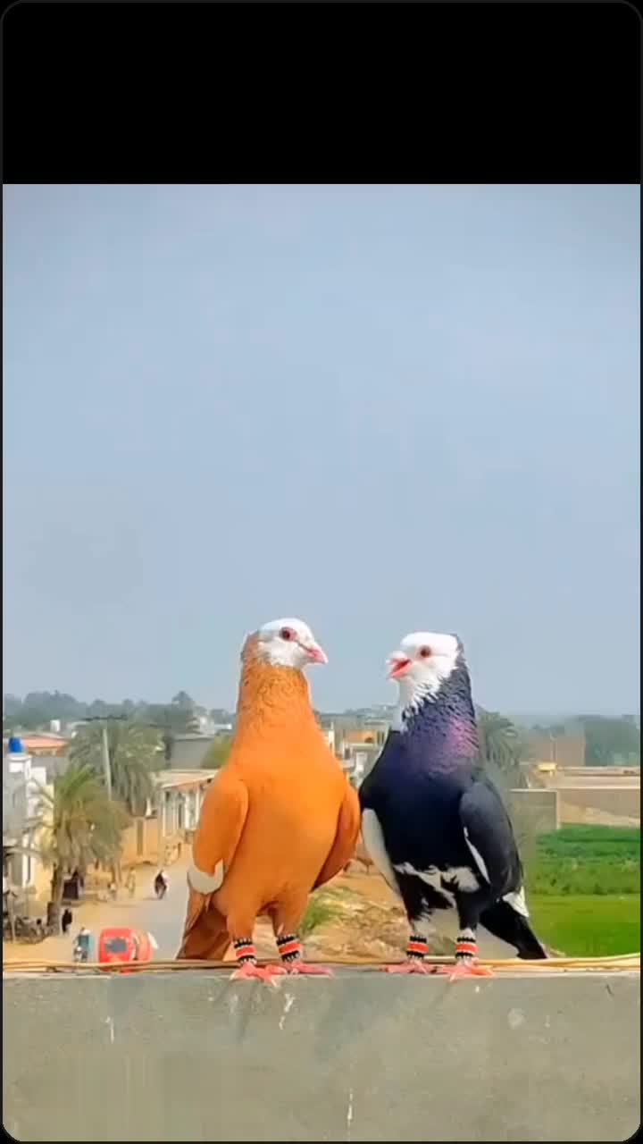 @user96958560059