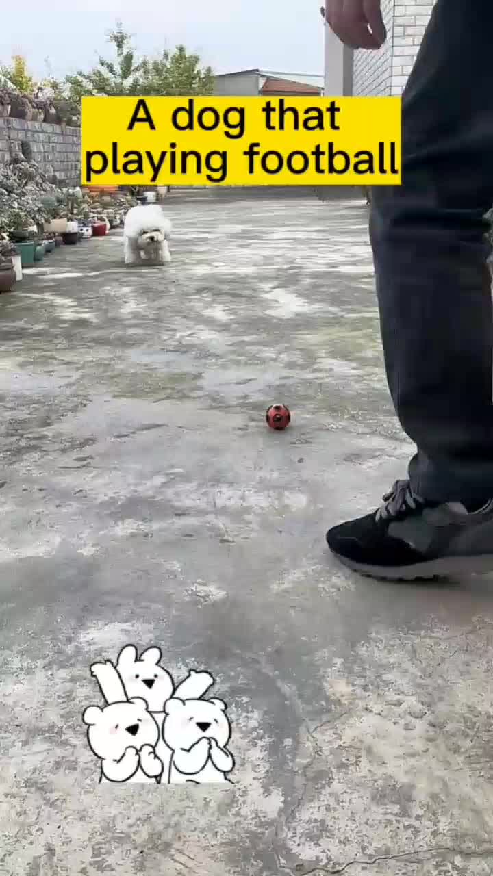 @funnypets818
