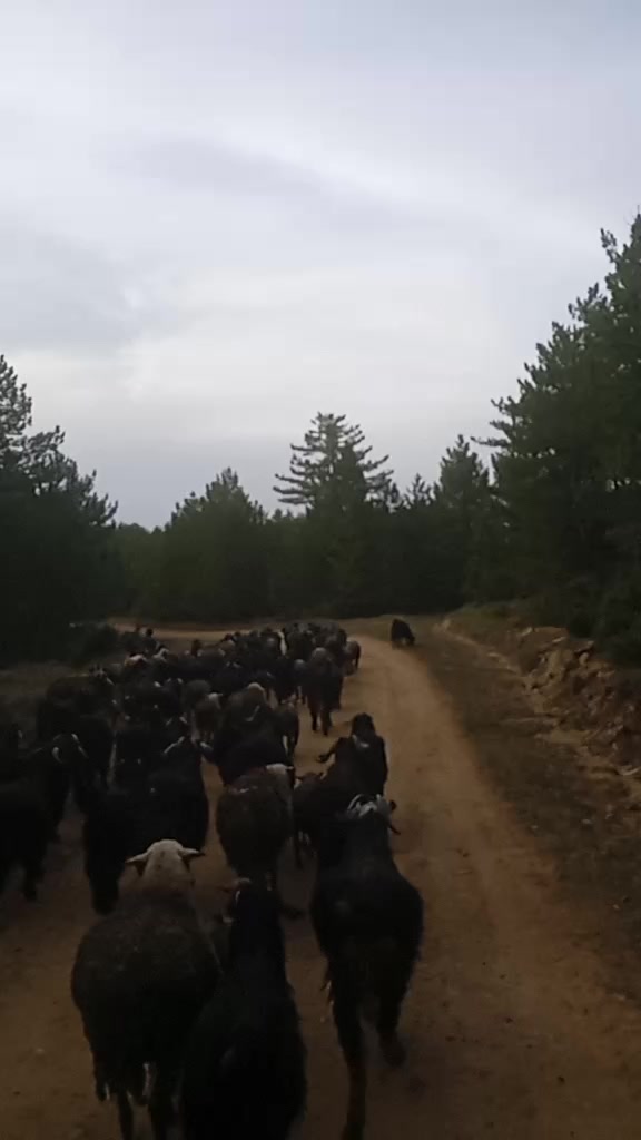 @Osman Eğilmez