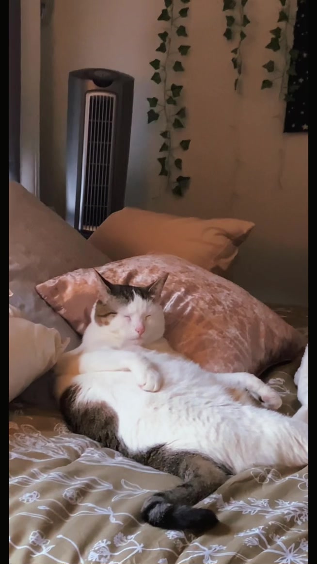 @nova’s the cat