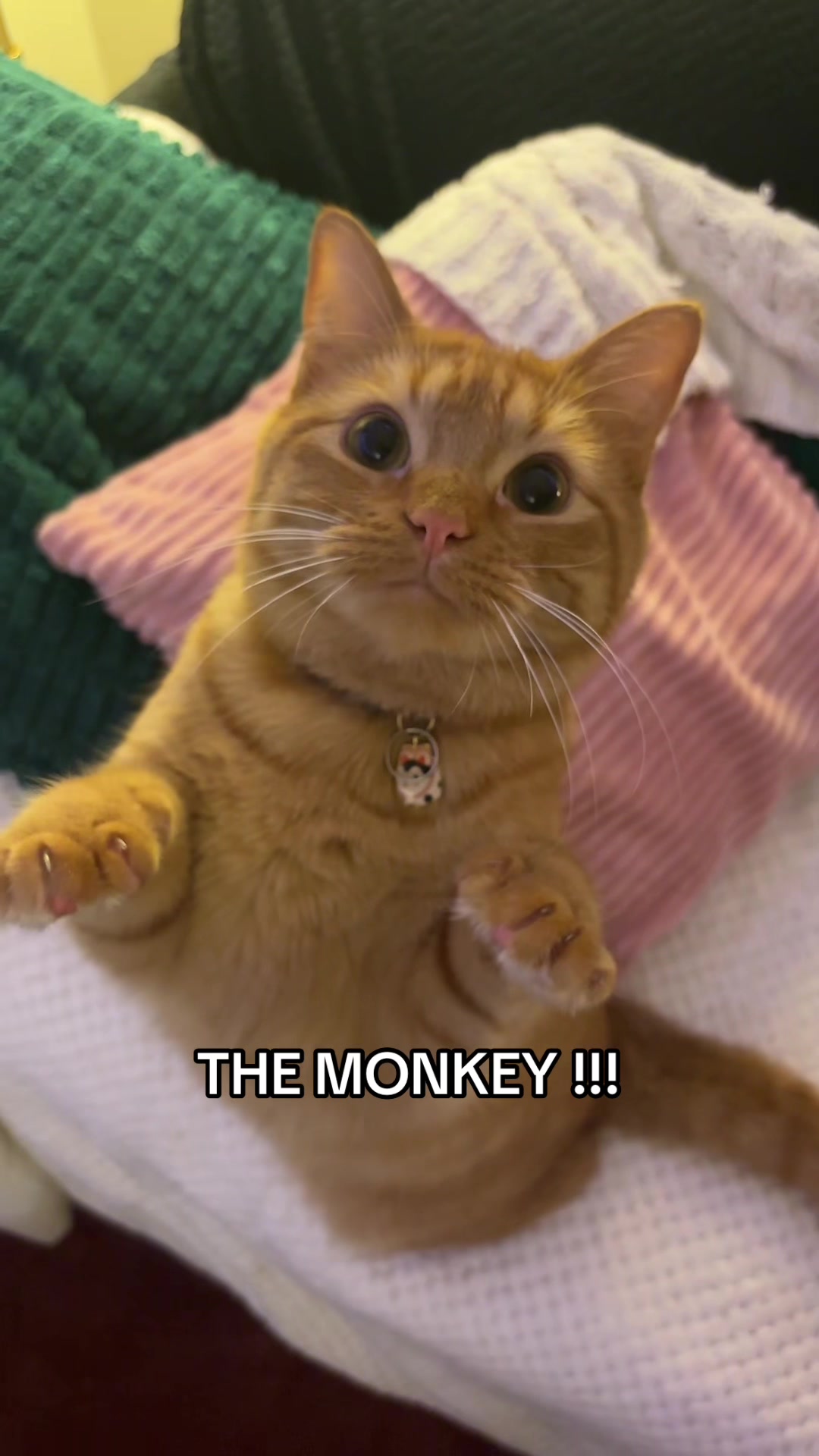@cowboycatdad