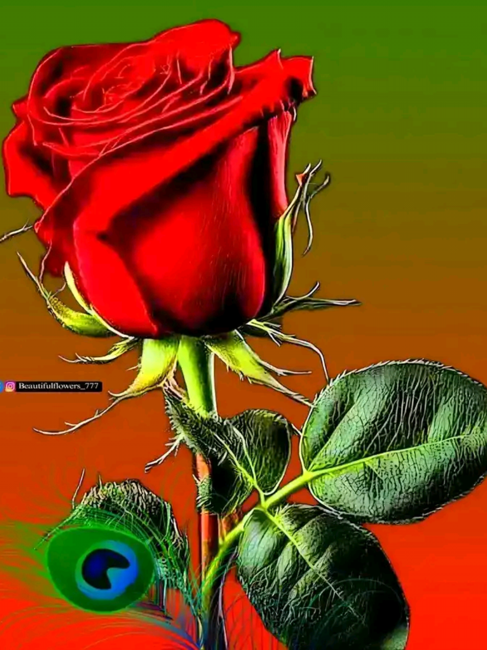 @sifuu Bekele 💒💒💒🌹🌹✅️