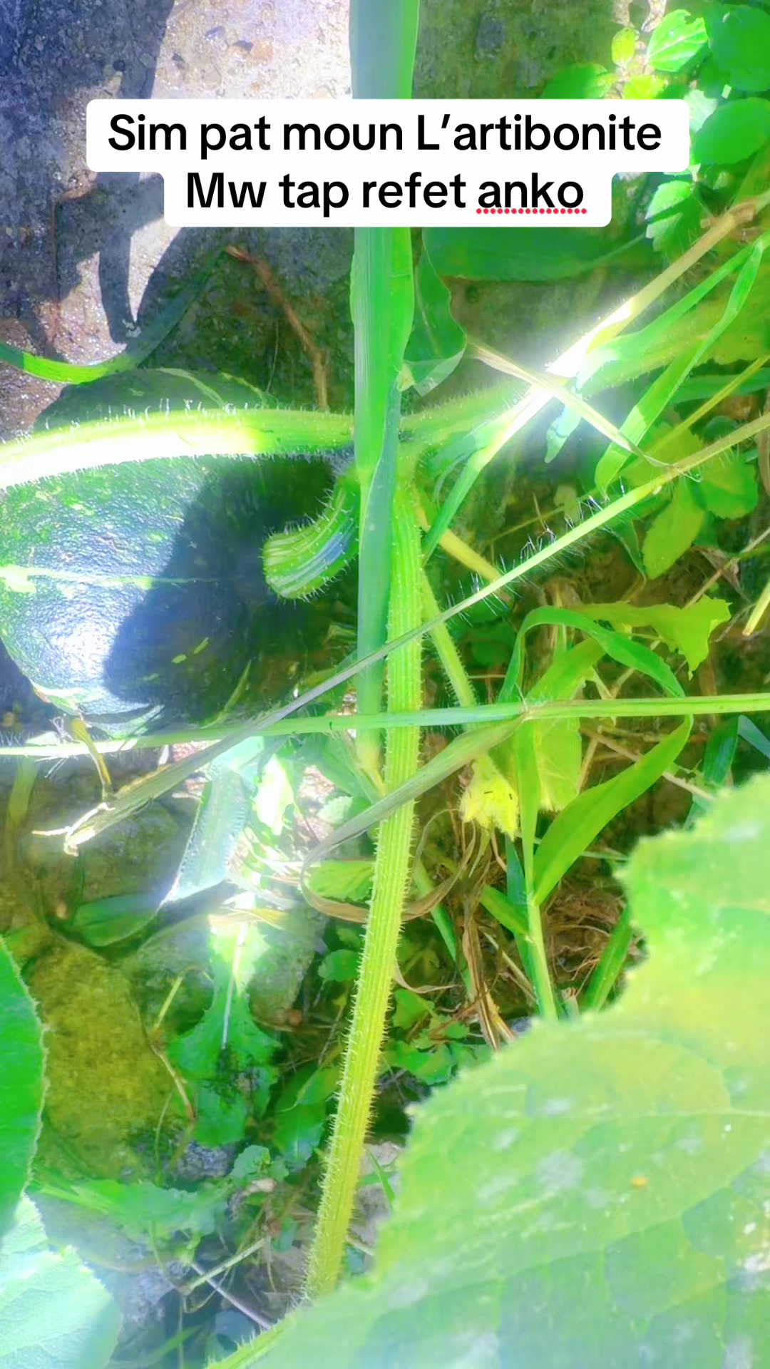 @💜Soraya 🐜💜🦂dekorasyon🇭🇹