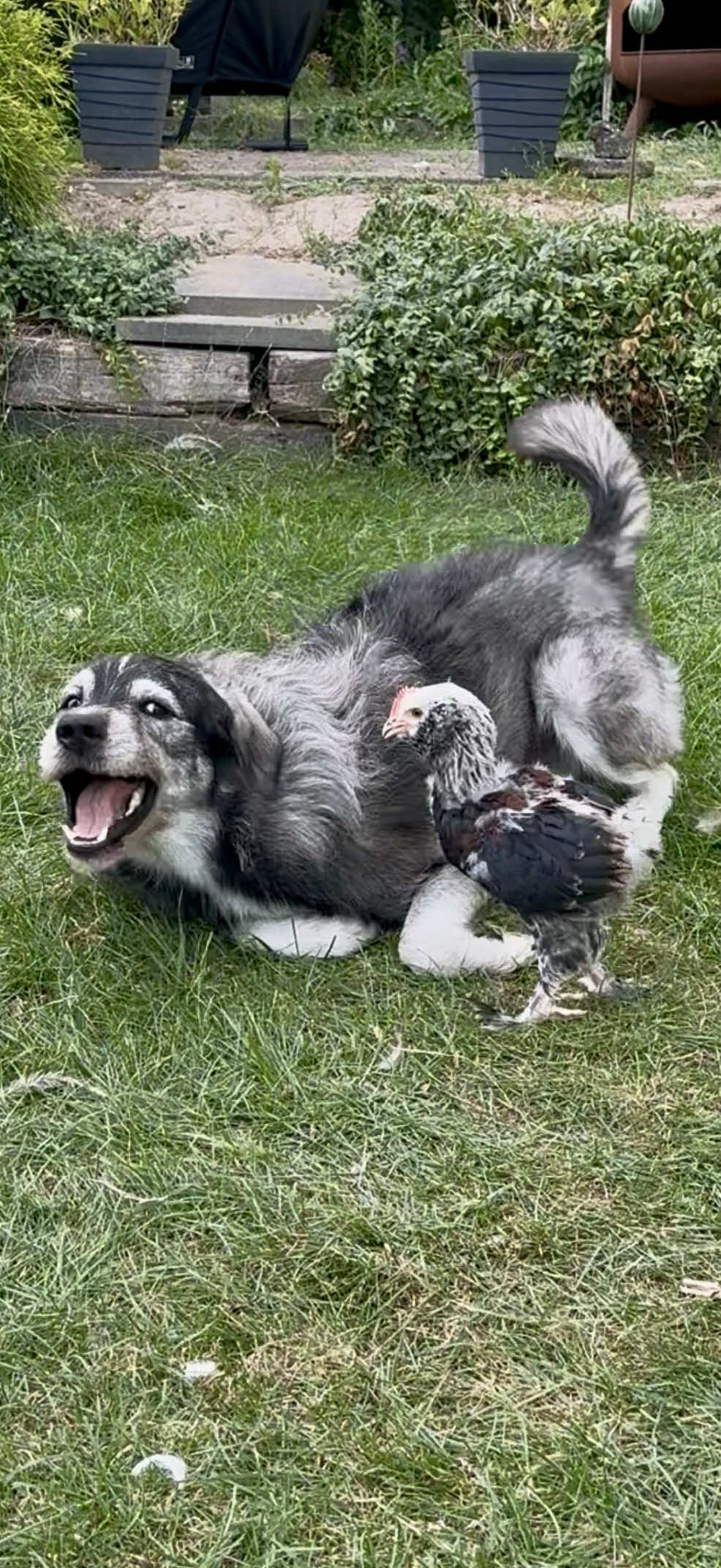 @Emoes Floki & Echo 💚 NL