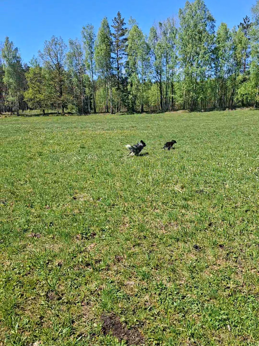 @frisbee dogs 🥏