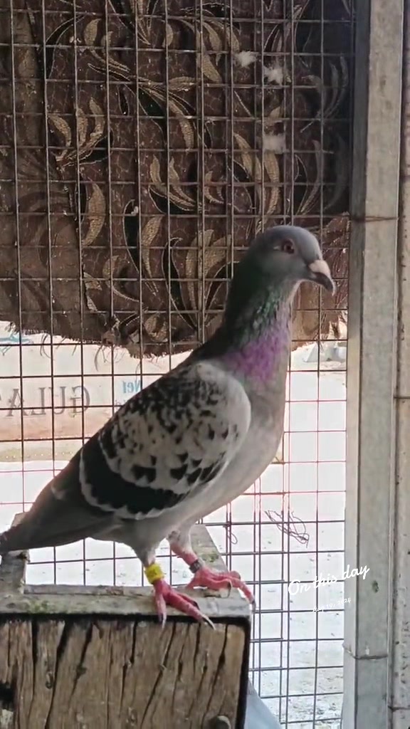 @duhok zajel