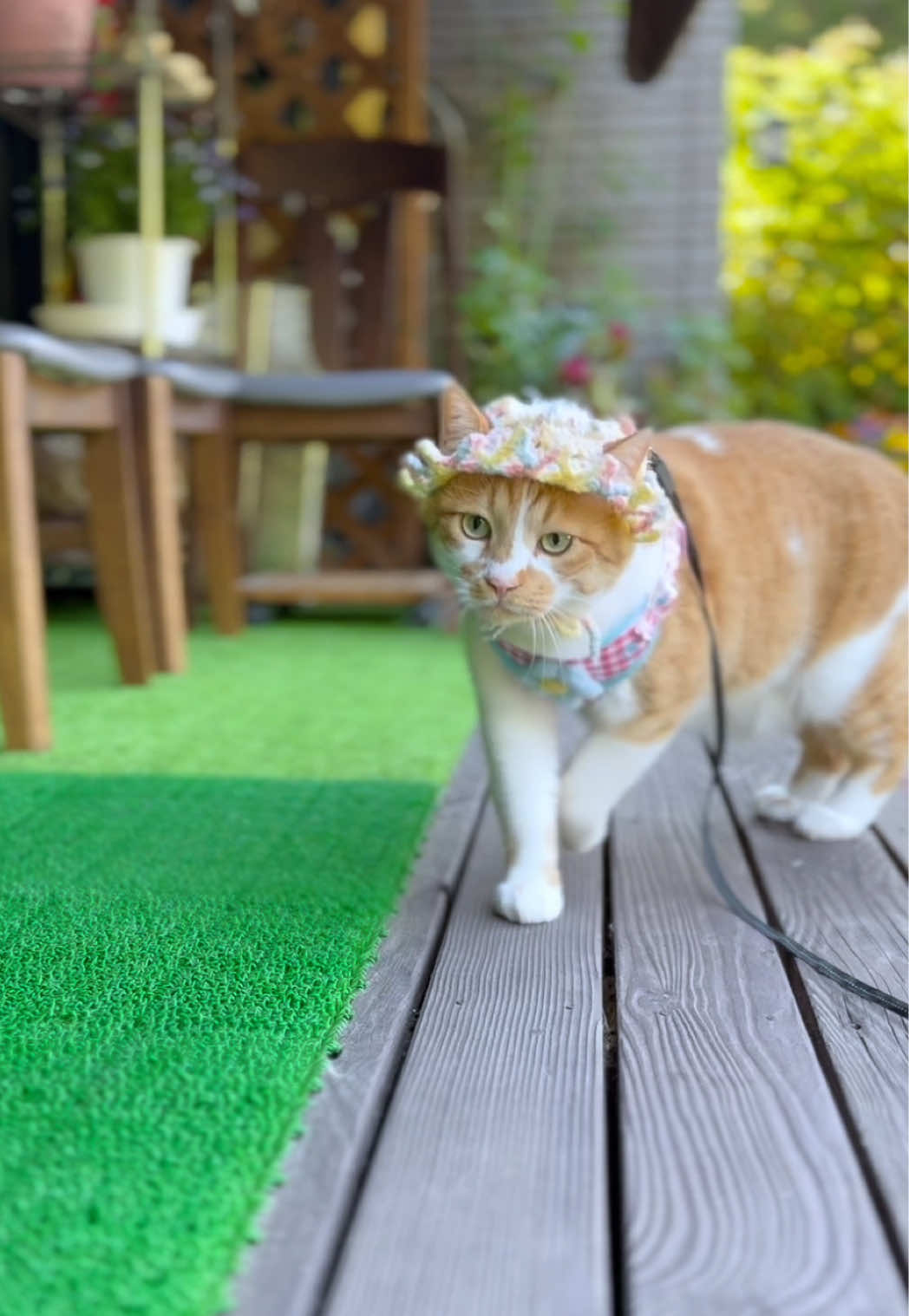 @お散歩大好きもんぶらん🐈