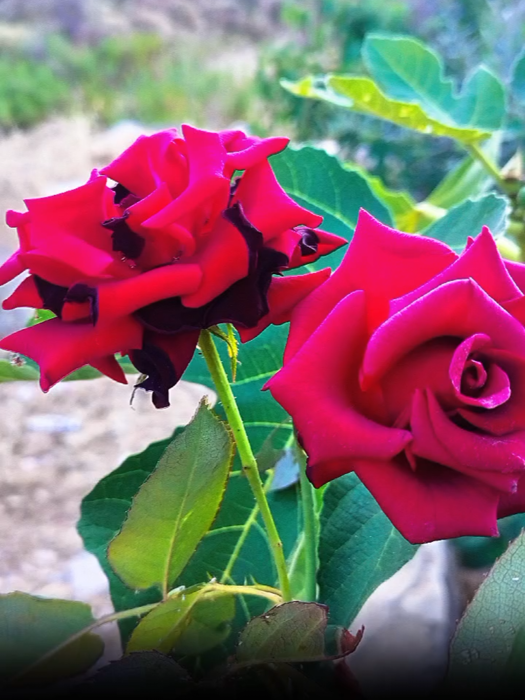 @lavendr81