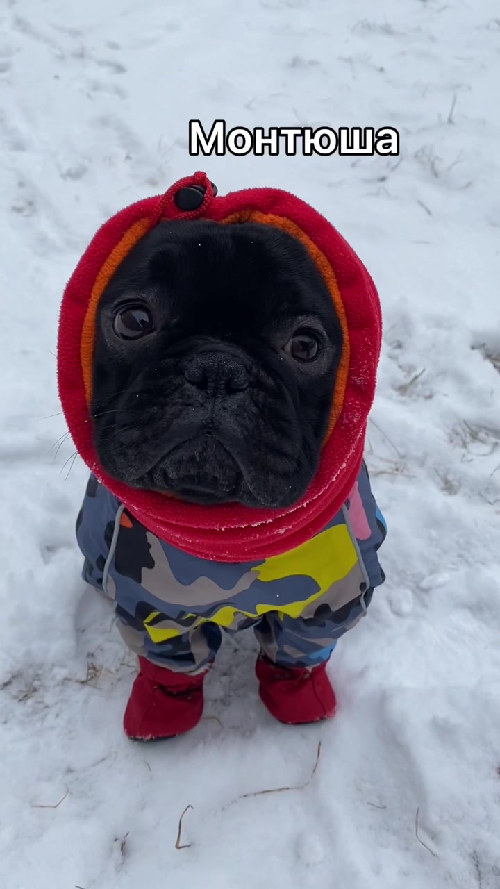 @Малыш Монти и Ди 🖤
