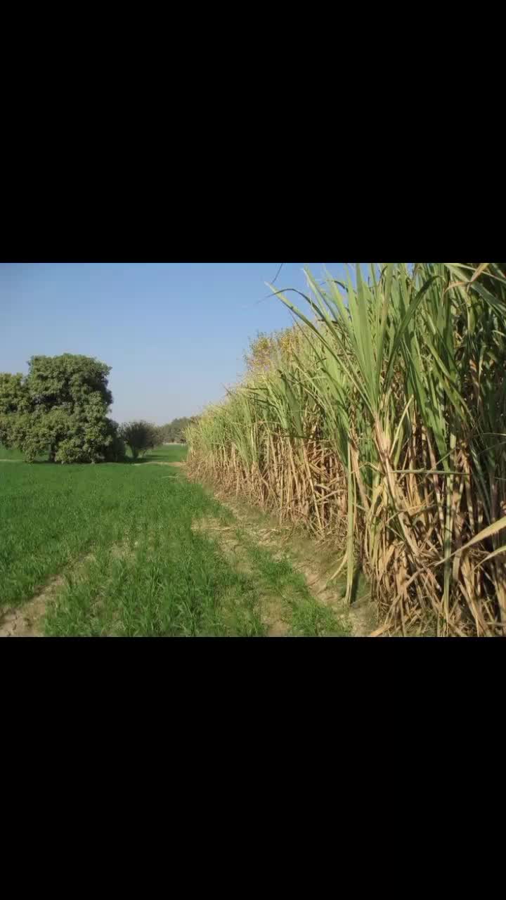 @farazmalik555