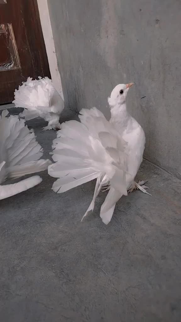 @فر حان