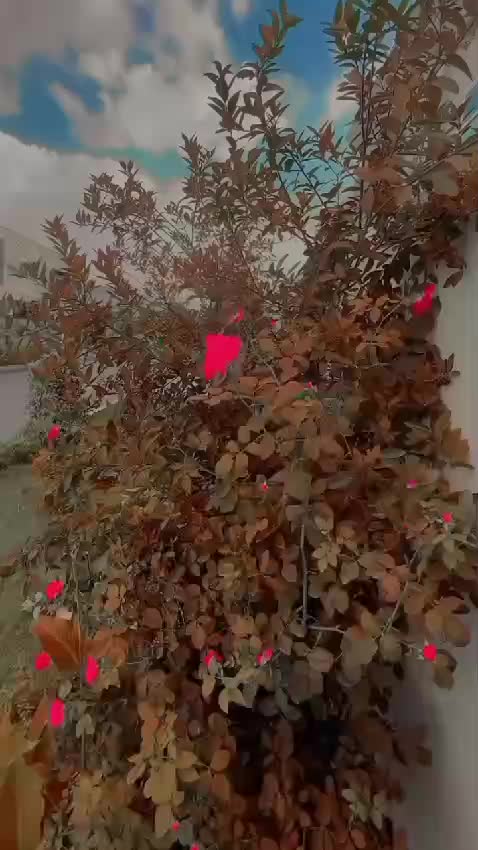 @💸مرشد جی💸