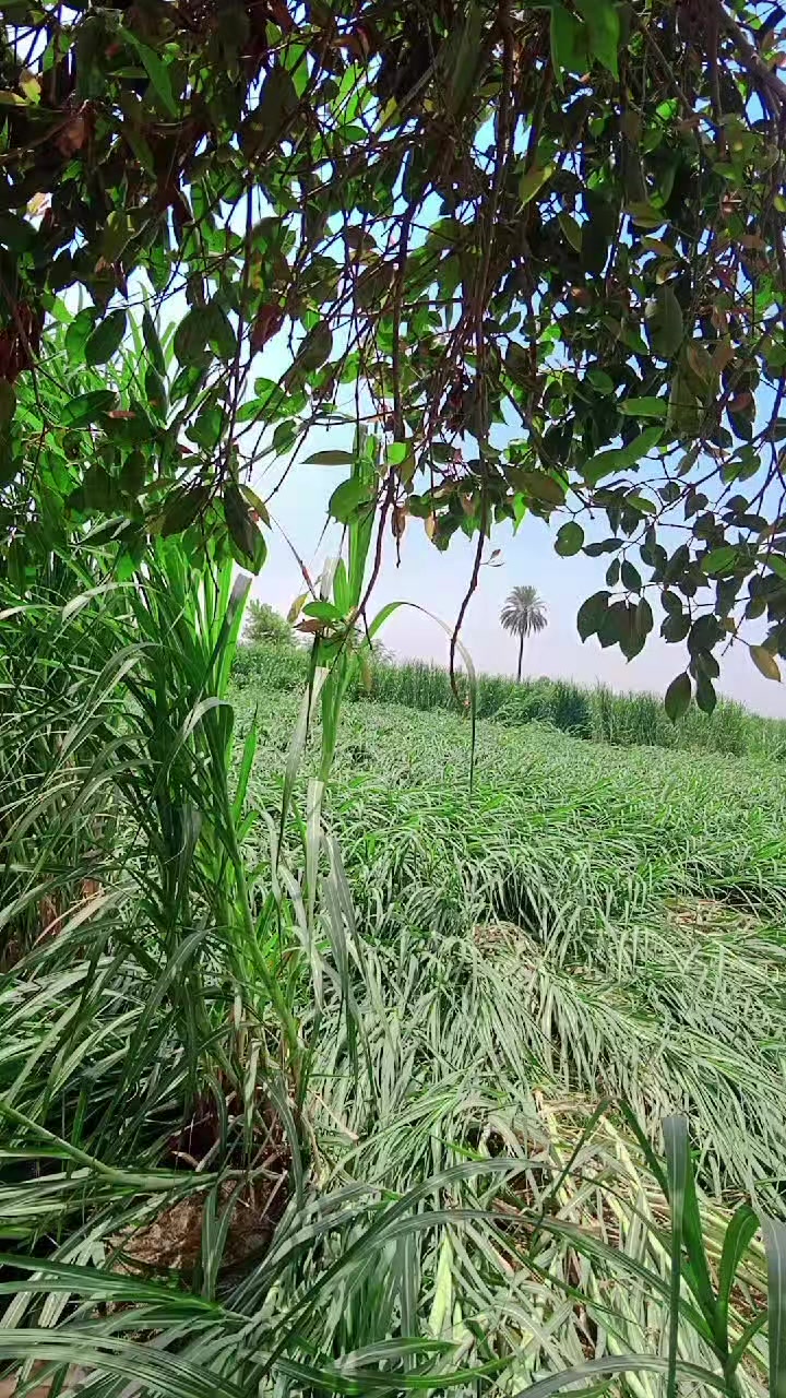 @رئیس توقیر احمد کھوکھر
