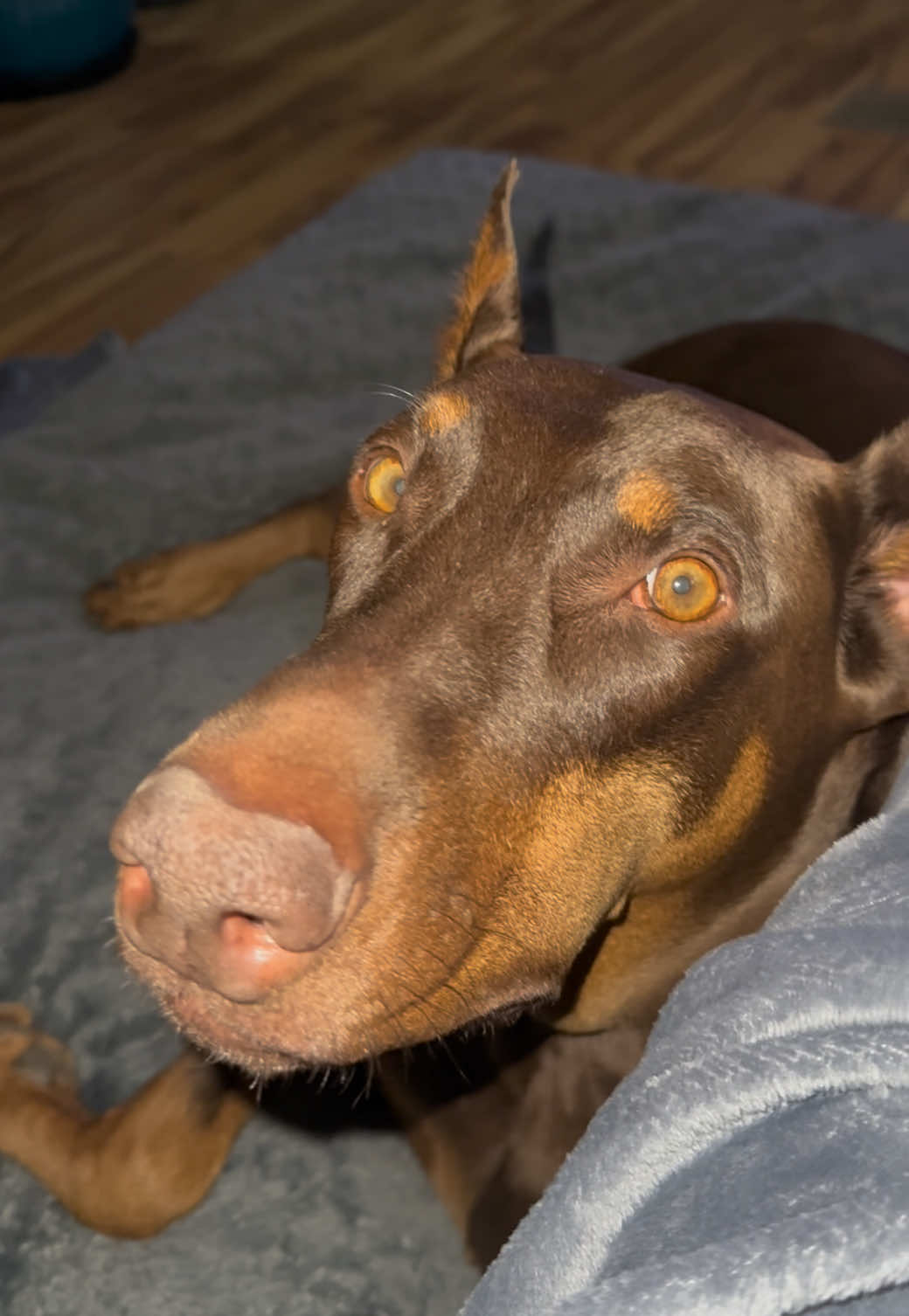 @Chocko The Doberman