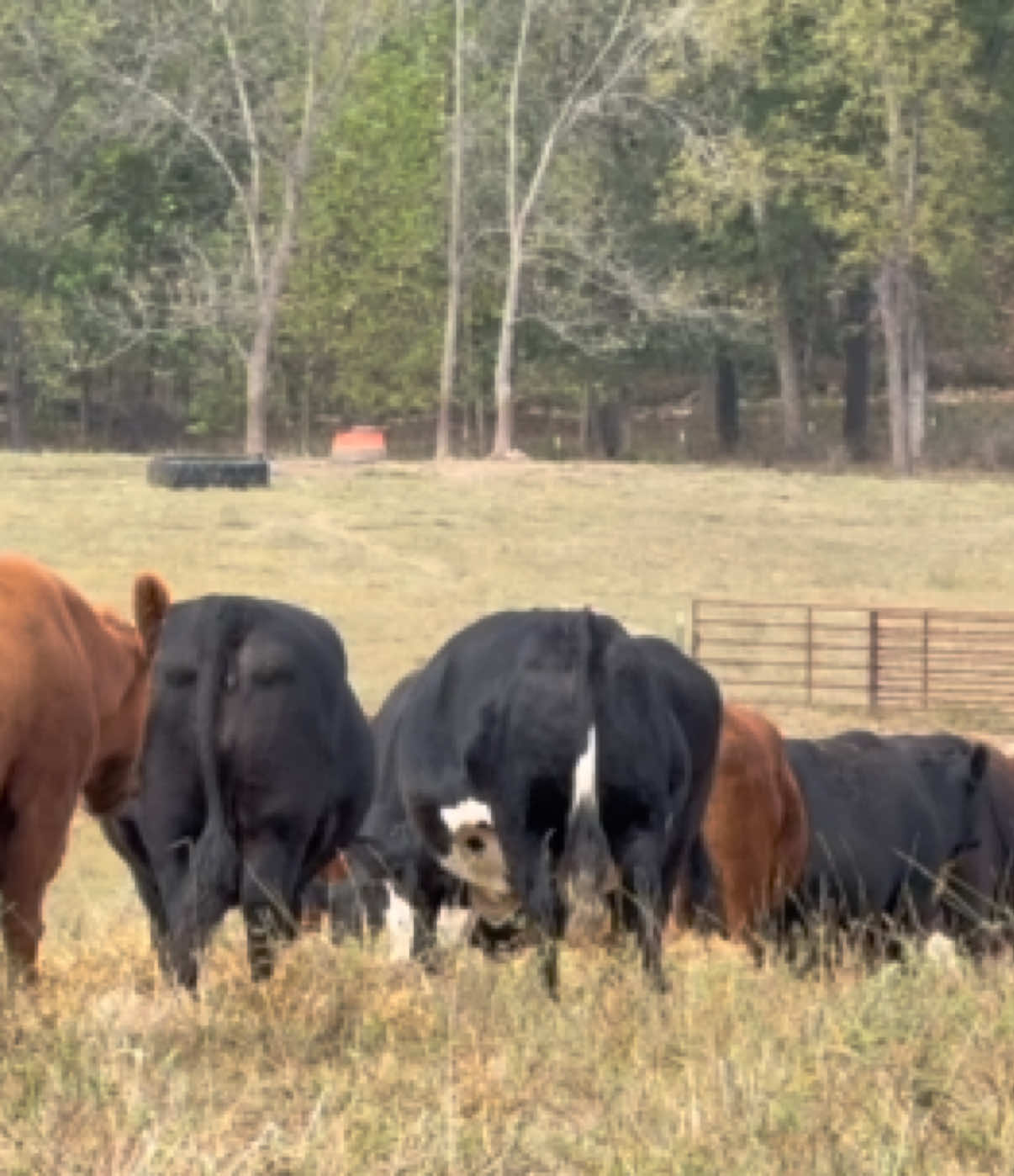 @Massey Land & Cattle