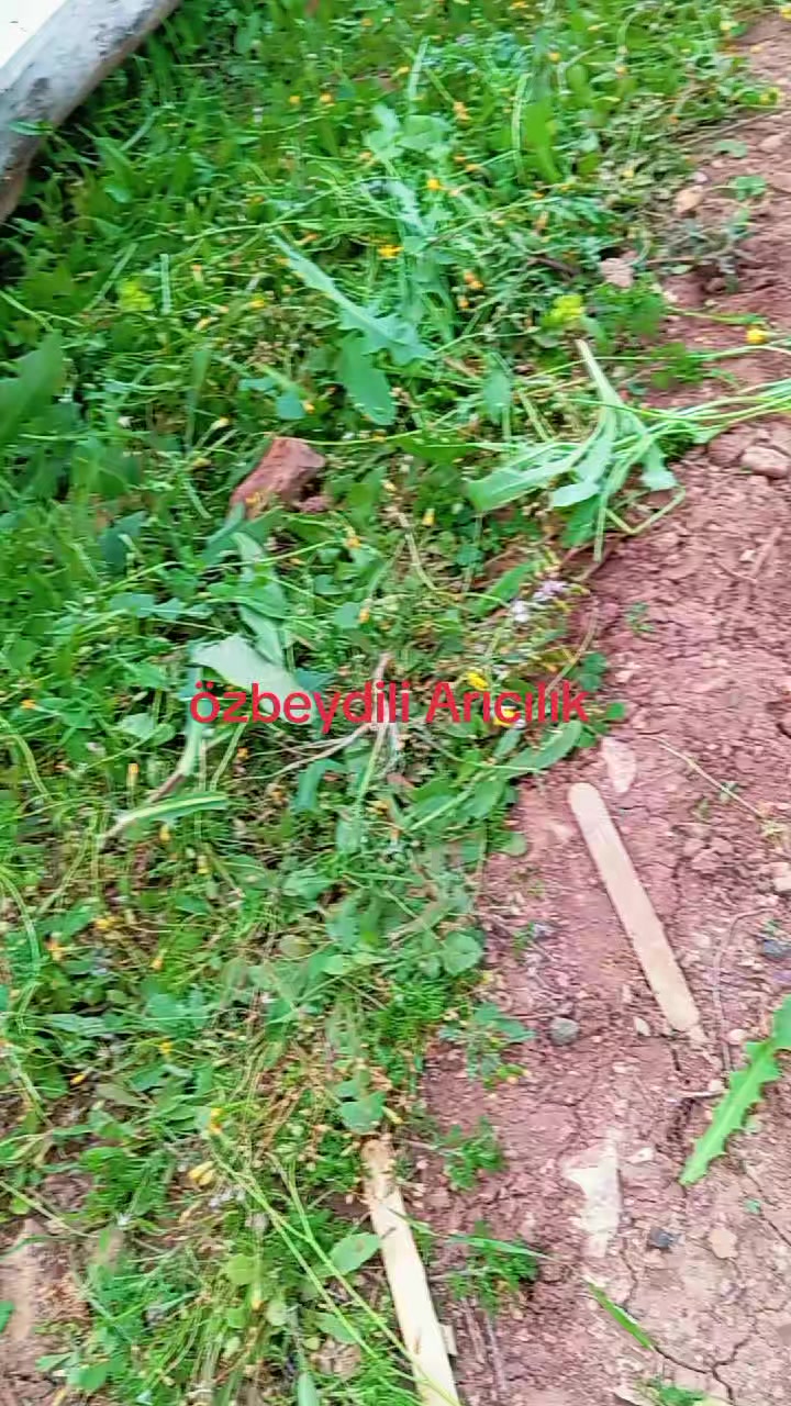 @🐝ÖZ BEYDİLLİ - ARICILIK🍯