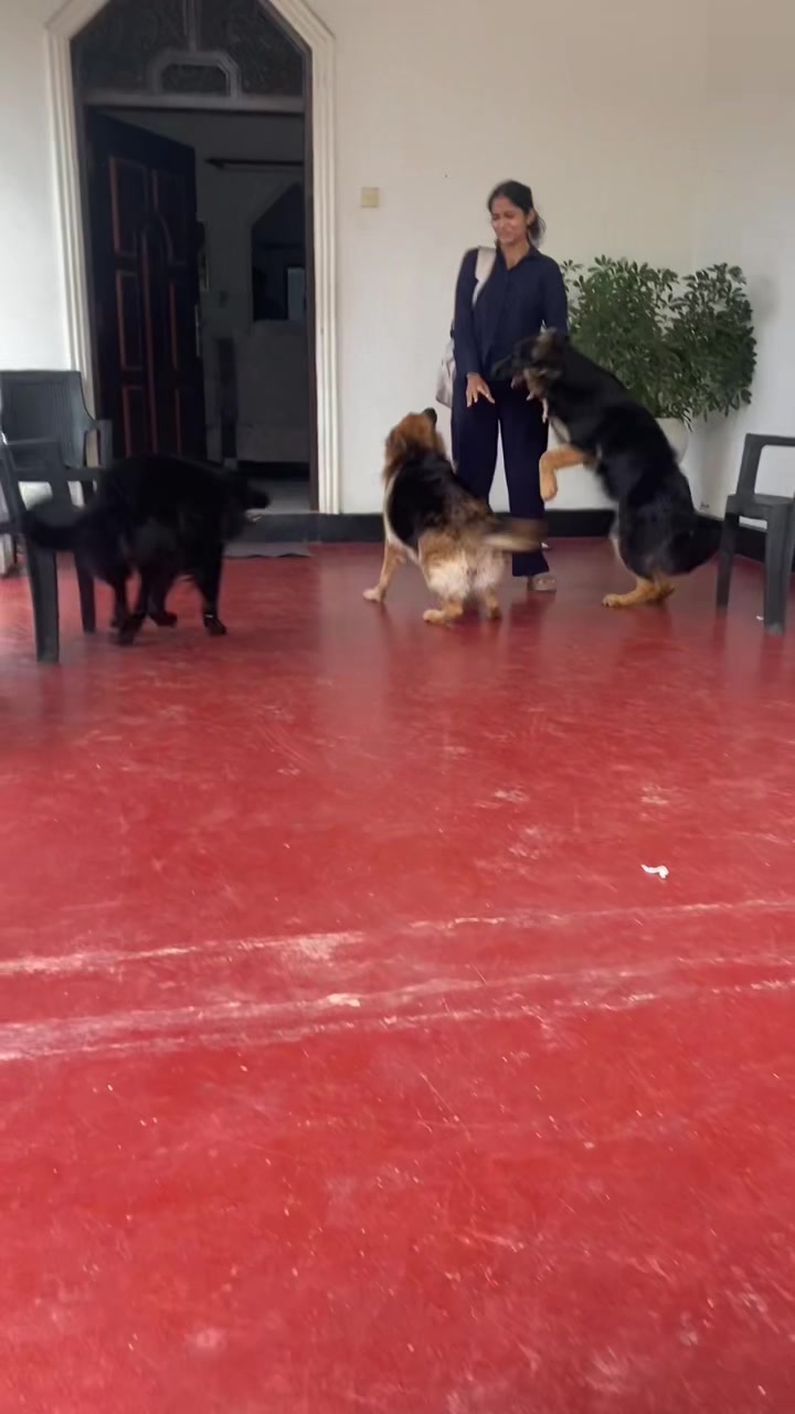 @Rover & Murphy & Bruno ❤️